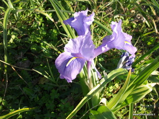 tapiccola-13-01-2013 09-18-27